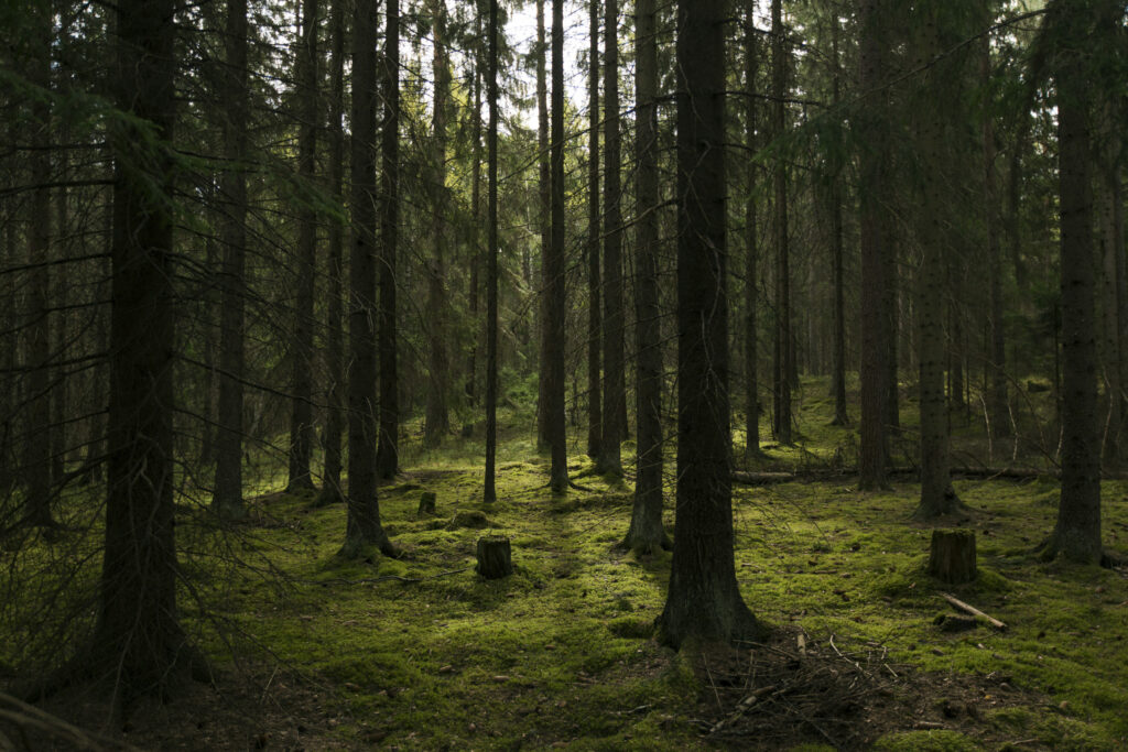 forest in stockholm lovön